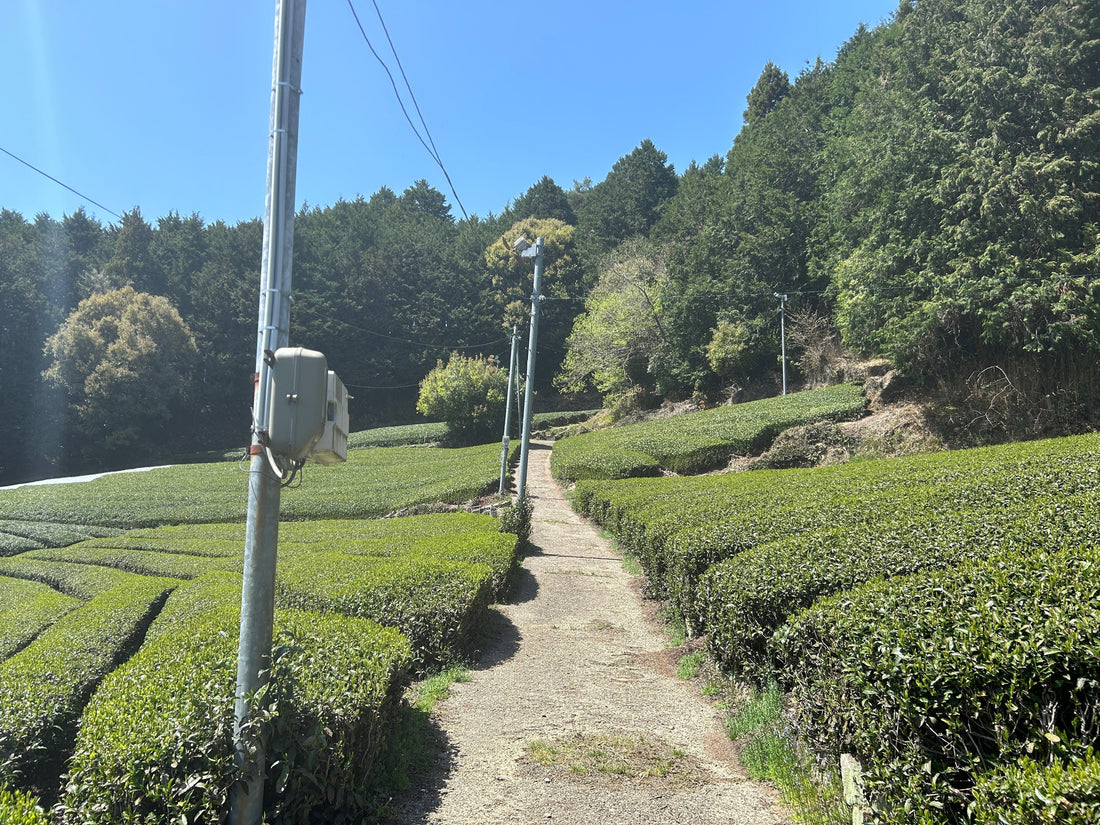 新茶の季節の前に...（百代のGWは休まず営業します）